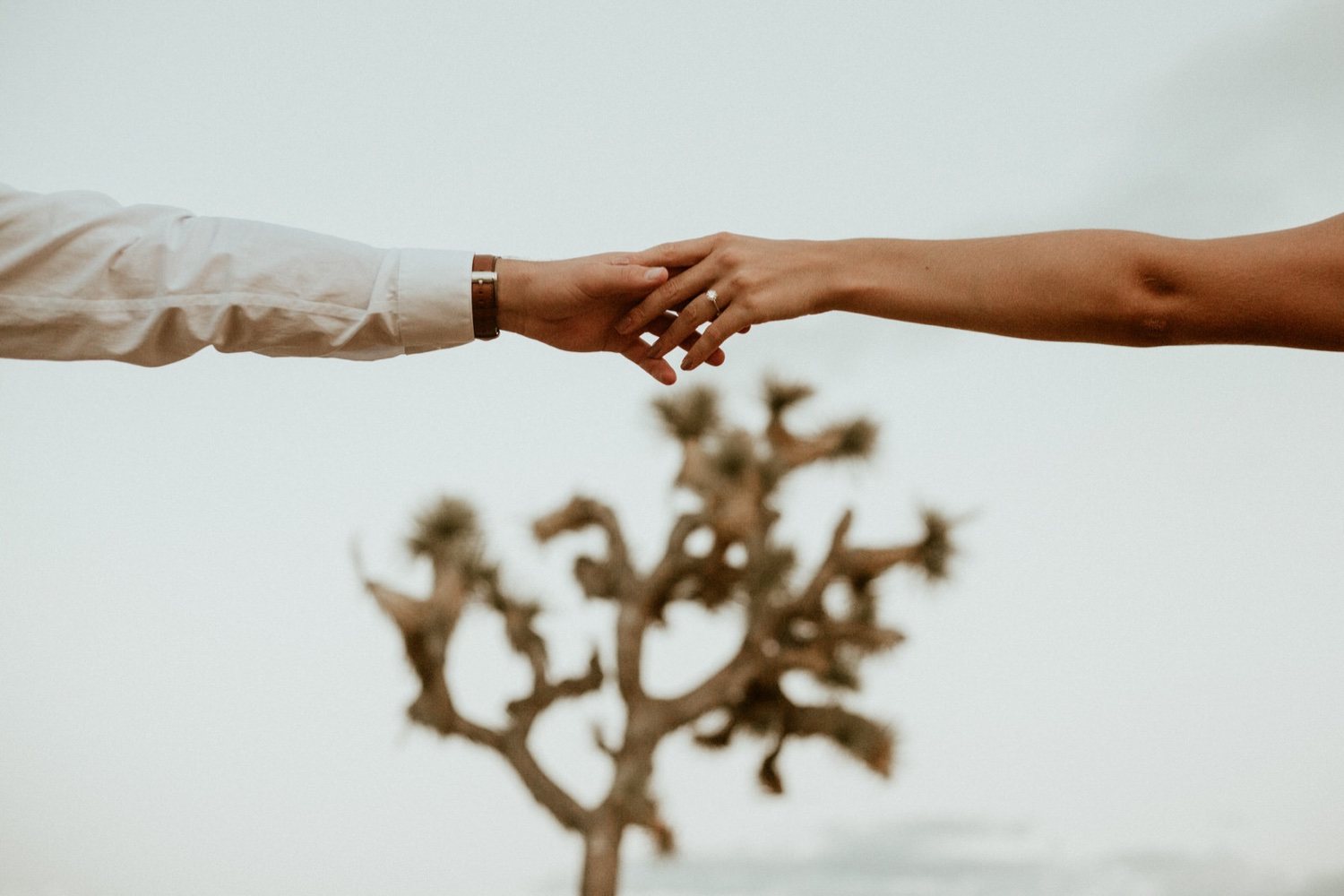 Holding hands in front of a Joshua tree