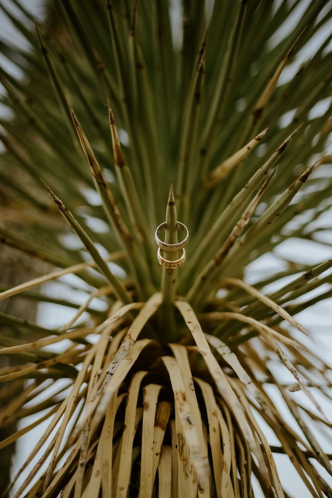 Rings resting on a Joshua tree leaf